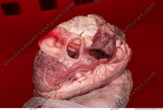 Photo Textures of RAW Pork Viscera